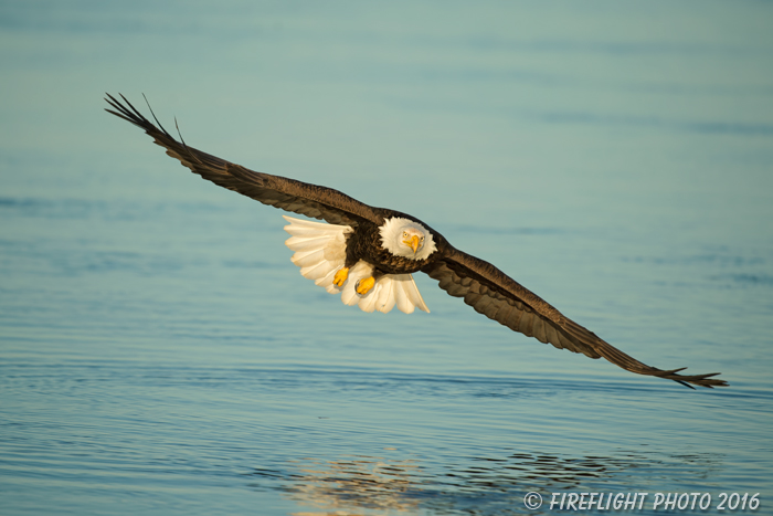 wildlife;Eagle;Raptor;Bald Eagle;Haliaeetus leucocephalus;Homer;Alaska;AK;D4s;2016