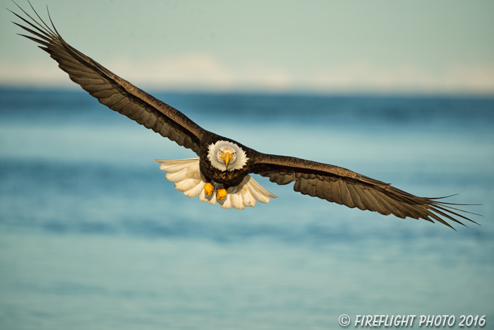 wildlife;Eagle;Raptor;Bald Eagle;Haliaeetus leucocephalus;Homer;Alaska;AK;D4s;2016