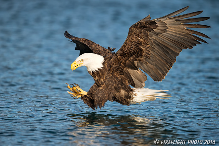 wildlife;Eagle;Raptor;Bald Eagle;grab pose;Haliaeetus leucocephalus;Homer;Alaska;AK;D4s;2016
