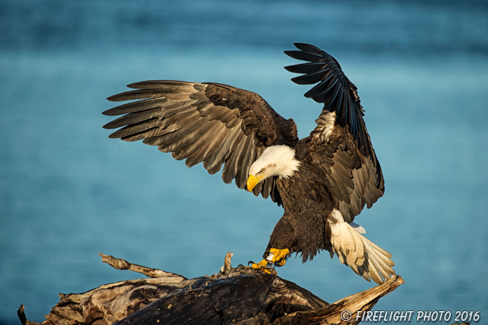 wildlife;Eagle;Raptor;Bald Eagle;Haliaeetus leucocephalus;Homer;Alaska;AK;D4s;2016