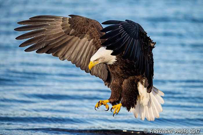 wildlife;Eagle;Raptor;Bald Eagle;Haliaeetus leucocephalus;Homer;Alaska;AK;D4s;2016