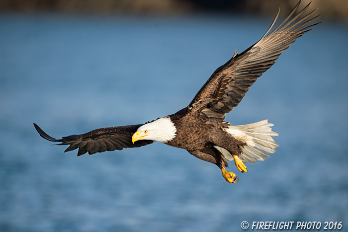 wildlife;Eagle;Raptor;Bald Eagle;Haliaeetus leucocephalus;Homer;Alaska;AK;D4s;2016