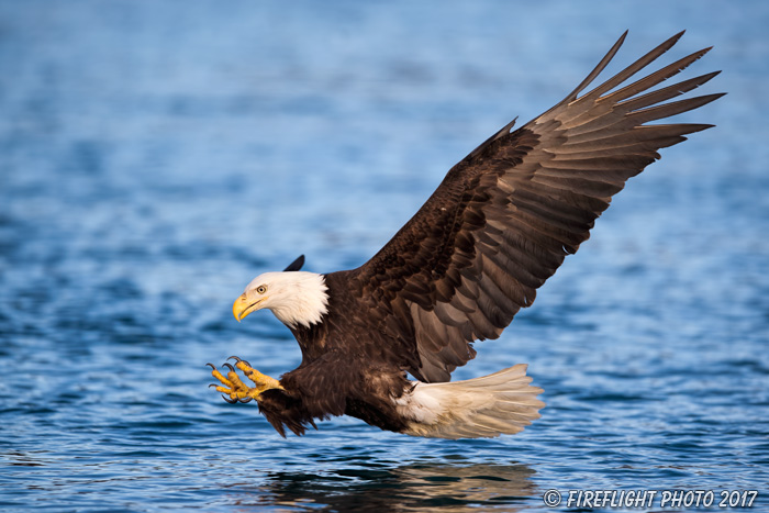 wildlife;Eagle;Raptor;Bald Eagle;Haliaeetus leucocephalus;Homer;Alaska;AK;D4s;2016