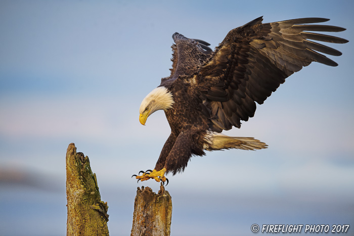 wildlife;Eagle;Raptor;Bald Eagle;Haliaeetus leucocephalus;Homer;Alaska;AK;D4s;2016