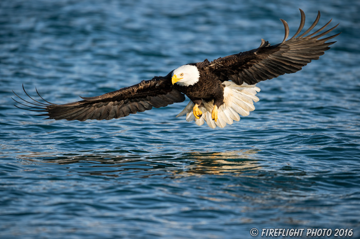 wildlife;Eagle;Raptor;Bald Eagle;Haliaeetus leucocephalus;Homer;Alaska;AK;D4s;2016