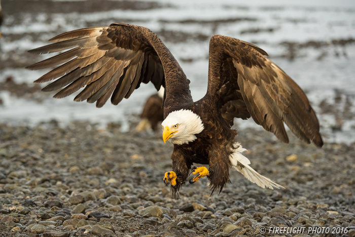 wildlife;Eagle;Raptor;Bald Eagle;Haliaeetus leucocephalus;Homer;Alaska;AK;D4s;2016