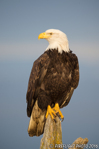 wildlife;Eagle;Raptor;Bald Eagle;Haliaeetus leucocephalus;Homer;Alaska;AK;D4s;2016