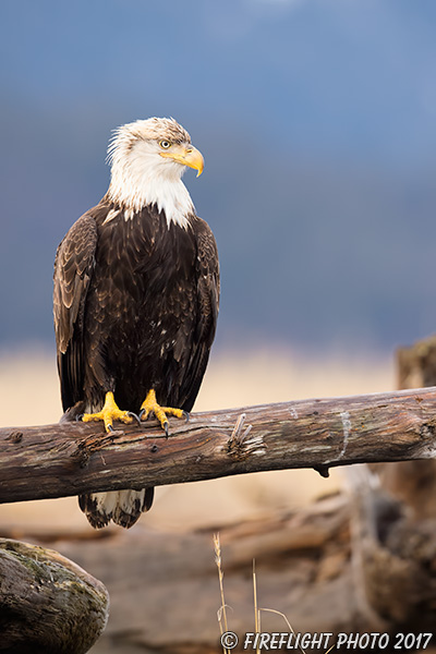 wildlife;Eagle;Raptor;Bald Eagle;Haliaeetus leucocephalus;Homer;Alaska;AK;D4s;2016