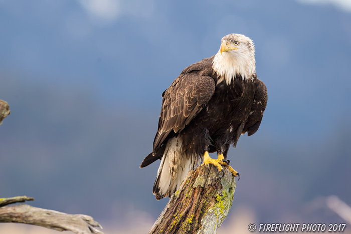 wildlife;Eagle;Raptor;Bald Eagle;Haliaeetus leucocephalus;Homer;Alaska;AK;D4s;2016