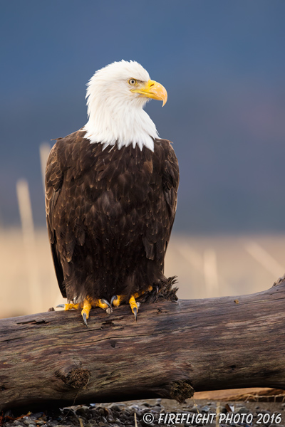wildlife;Eagle;Raptor;Bald Eagle;Haliaeetus leucocephalus;Homer;Alaska;AK;D4s;2016
