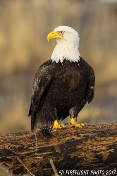 wildlife;Eagle;Raptor;Bald Eagle;Haliaeetus leucocephalus;Homer;Alaska;AK;D4s;2016