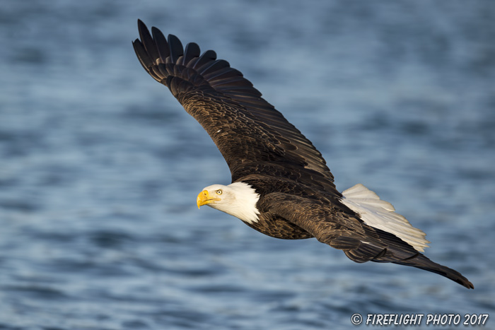 wildlife;Eagle;Raptor;Bald Eagle;Haliaeetus leucocephalus;Homer;Alaska;AK;D4s;2016