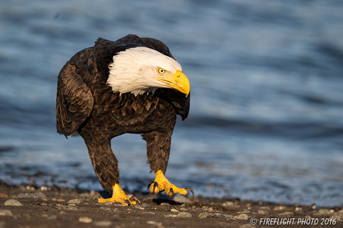 wildlife;Eagle;Raptor;Bald Eagle;Haliaeetus leucocephalus;Homer;Alaska;AK;D4s;2016