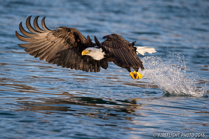 wildlife;Eagle;Raptor;Bald Eagle;Haliaeetus leucocephalus;Homer;Alaska;AK;D4s;2016