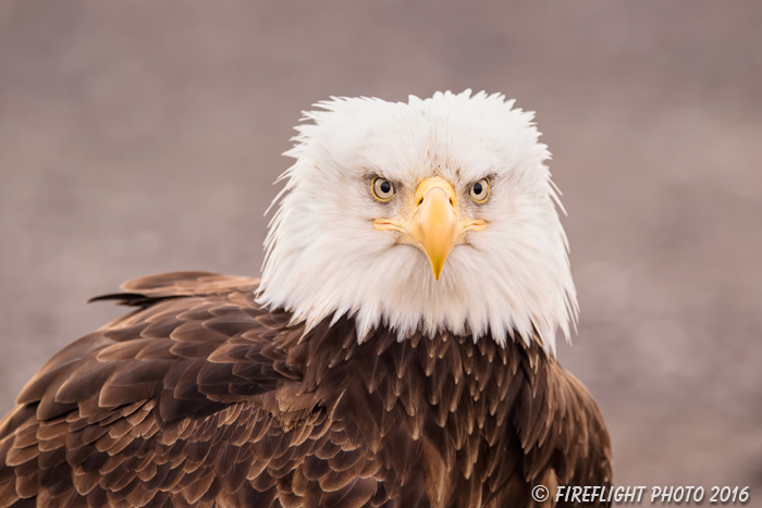 wildlife;Eagle;Raptor;Bald Eagle;Haliaeetus leucocephalus;Homer;Alaska;AK;D4s;2016