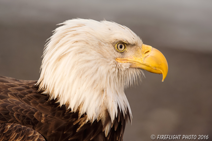 wildlife;Eagle;Raptor;Bald Eagle;Haliaeetus leucocephalus;Homer;Alaska;AK;D4s;2016