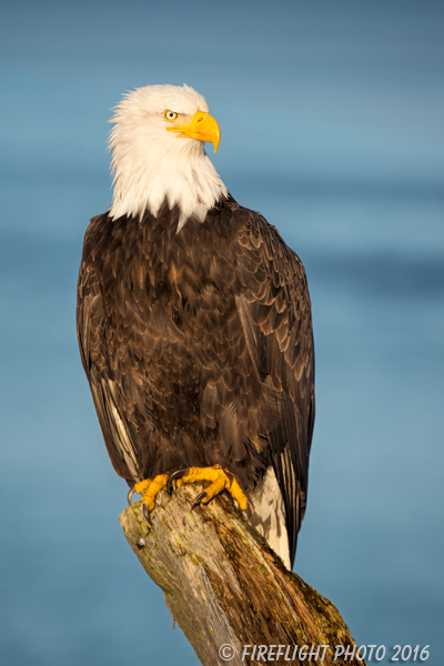 wildlife;Eagle;Raptor;Bald Eagle;Haliaeetus leucocephalus;Homer;Alaska;AK;D4s;2016