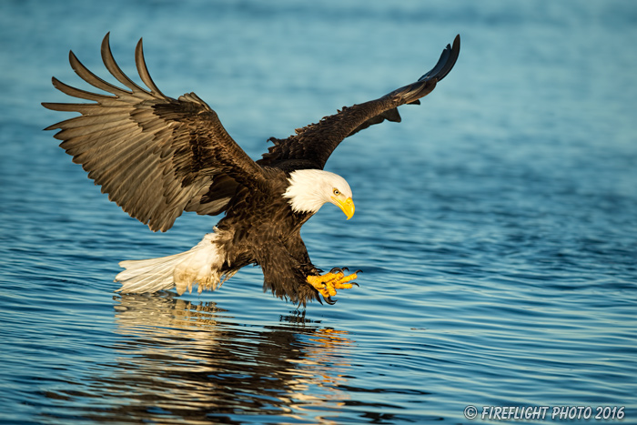 wildlife;Eagle;Raptor;Bald Eagle;Haliaeetus leucocephalus;Homer;Alaska;AK;D4s;2016