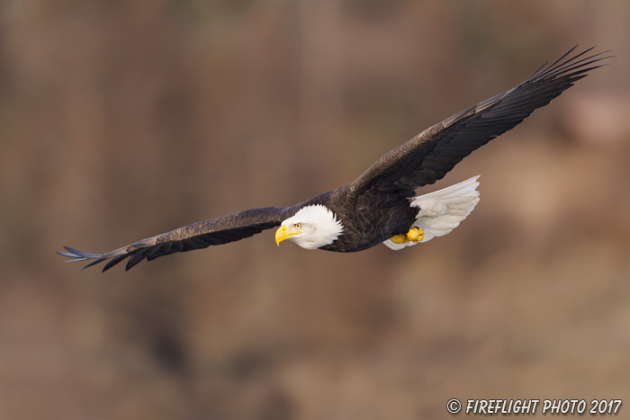 wildlife;Eagle;Raptor;Bald Eagle;Haliaeetus leucocephalus;Homer;Alaska;AK;D4s;2016