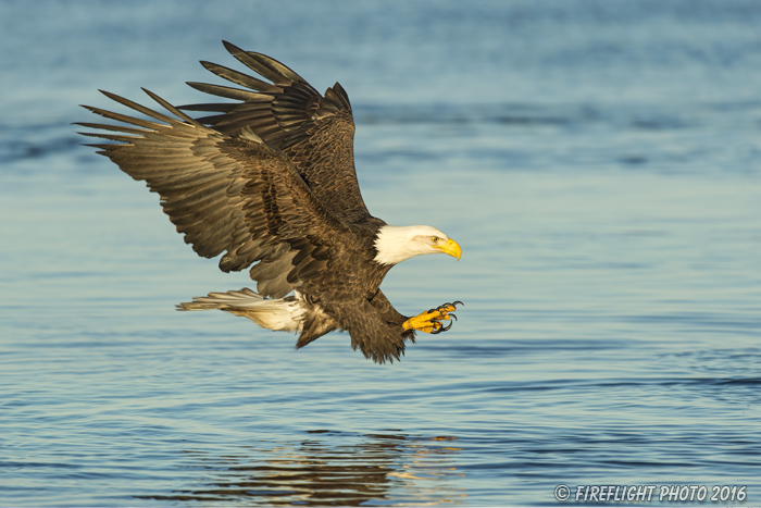 wildlife;Eagle;Raptor;Bald Eagle;Grab Pose;Haliaeetus leucocephalus;Errol;NH;D4s;2016