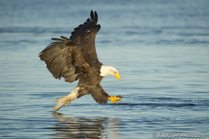 wildlife;Eagle;Raptor;Bald Eagle;Grab Pose;Haliaeetus leucocephalus;Errol;NH;D4s;2016