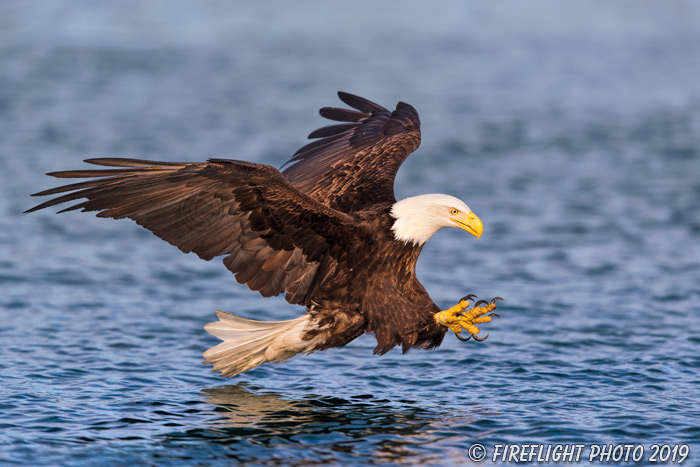 wildlife;Eagle;Raptor;Bald Eagle;Haliaeetus leucocephalus;Grab Pose;North NH;NH