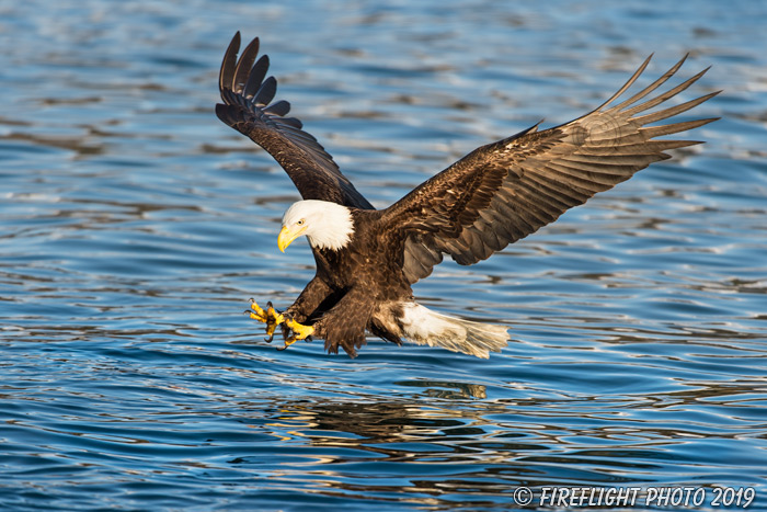 wildlife;bald eagle;Haliaeetus leucocephalus;eagle;raptor;bird of prey;North NH;NH;D4