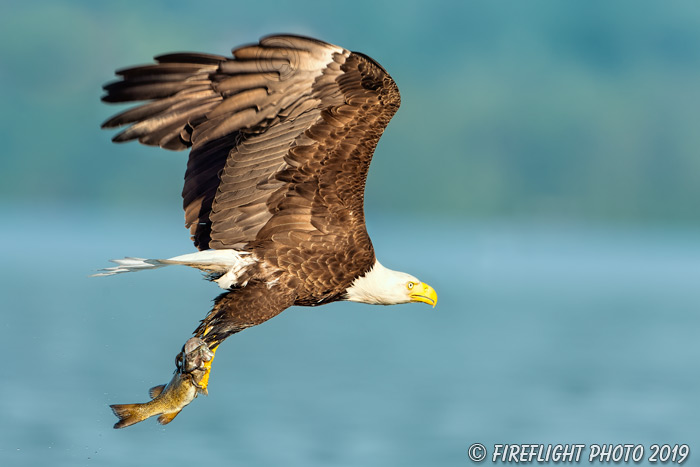 wildlife;bald eagle;Haliaeetus leucocephalus;eagle;raptor;bird of prey;fish;Lakes Region;NH;D4