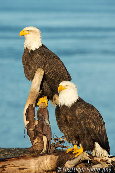 wildlife;Eagle;Raptor;Bald Eagle;Haliaeetus leucocephalus;Homer;Alaska;AK;D4s;2016
