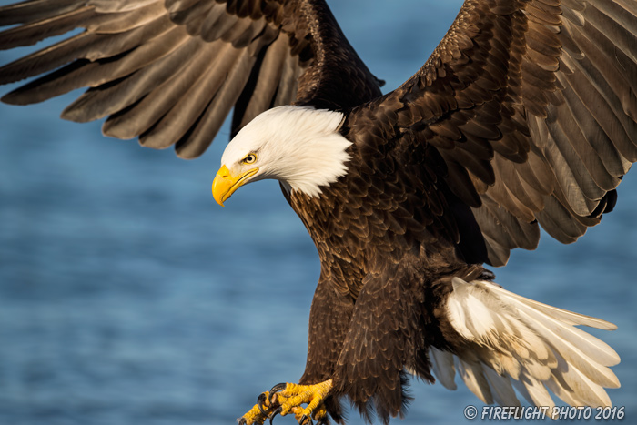 wildlife;Eagle;Raptor;Bald Eagle;Haliaeetus leucocephalus;Homer;Alaska;AK;D4s;2016