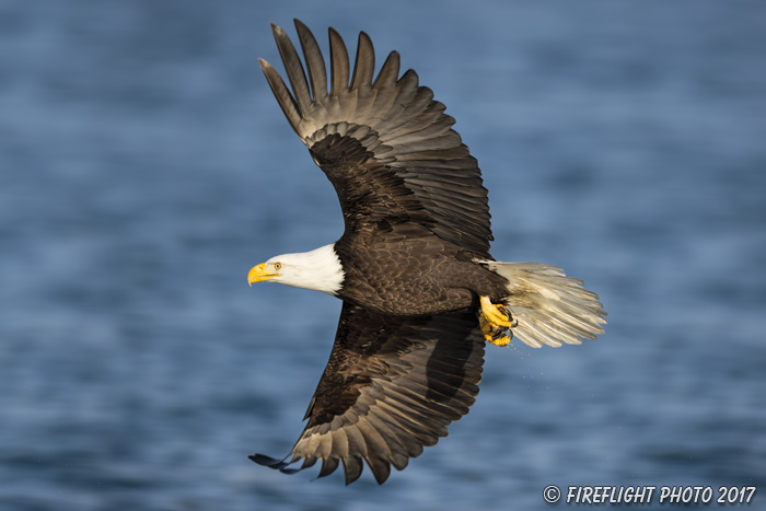 wildlife;Eagle;Raptor;Bald Eagle;Haliaeetus leucocephalus;Homer;Alaska;AK;D4s;2016