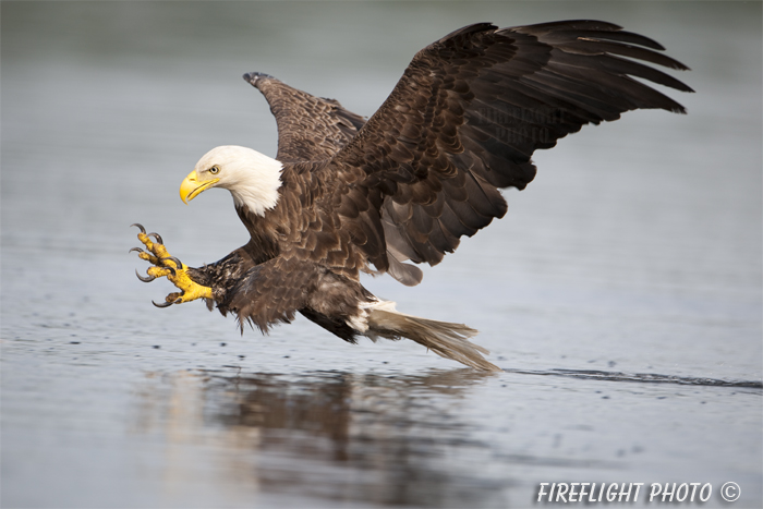 wildlife;bald eagle;Haliaeetus leucocephalus;eagle;raptor;bird of prey;Lake Umbagog;NH;grab pose