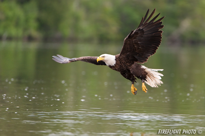 wildlife;bald eagle;Haliaeetus leucocephalus;eagle;raptor;bird of prey;Lake Umbagog;NH