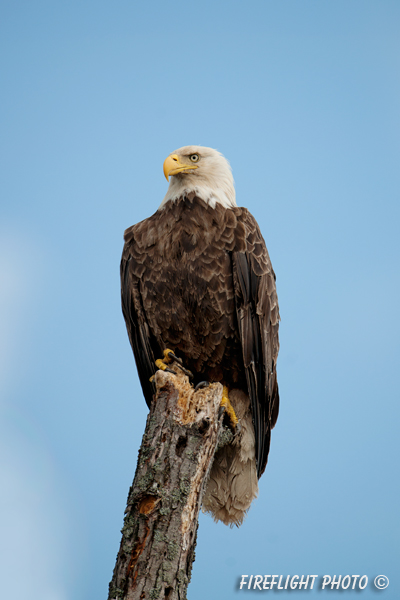 wildlife;bald eagle;Haliaeetus leucocephalus;eagle;raptor;bird of prey;Lake Umbagog;NH