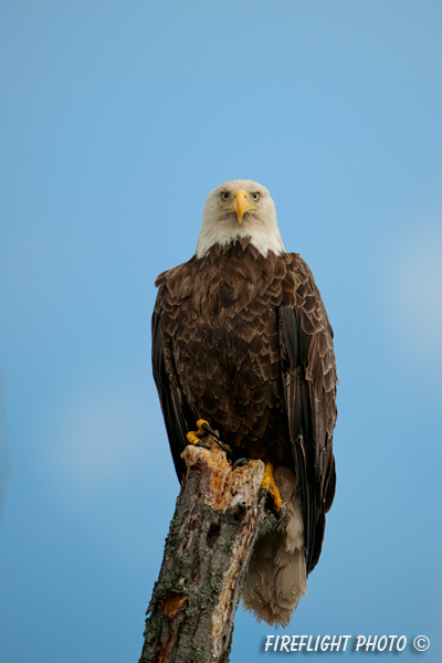wildlife;bald eagle;Haliaeetus leucocephalus;eagle;raptor;bird of prey;Lake Umbagog;NH
