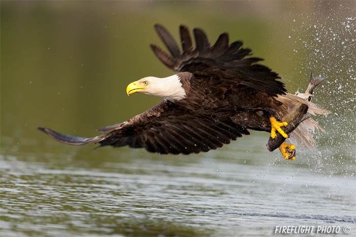 wildlife;bald eagle;Haliaeetus leucocephalus;eagle;raptor;bird of prey;Lake Umbagog;NH;fish