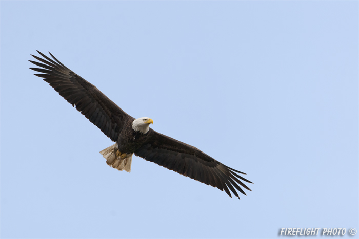 wildlife;bald eagle;Haliaeetus leucocephalus;eagle;raptor;bird of prey;Conneticut River;NH;D3X