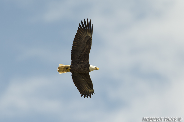 wildlife;bald eagle;Haliaeetus leucocephalus;eagle;raptor;bird of prey;Conneticut River;NH;D4