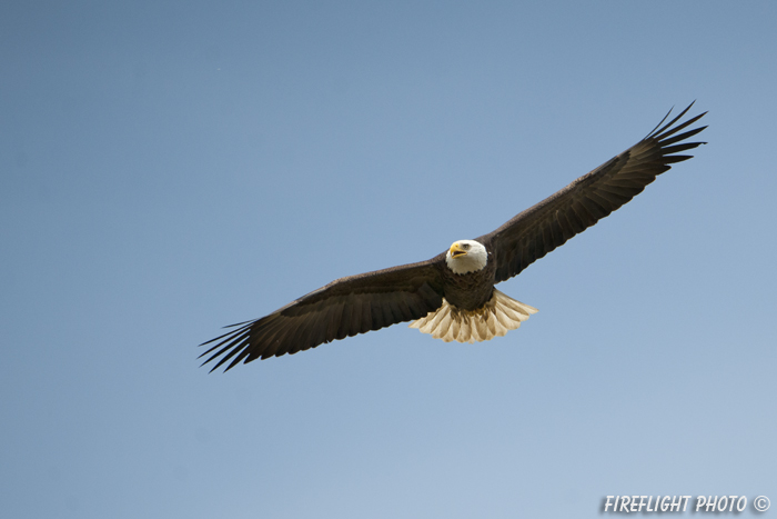 wildlife;bald eagle;Haliaeetus leucocephalus;eagle;raptor;bird of prey;Conneticut River;NH;D3X