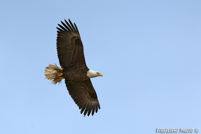 wildlife;bald eagle;Haliaeetus leucocephalus;eagle;raptor;bird of prey;Conneticut River;NH;D3X