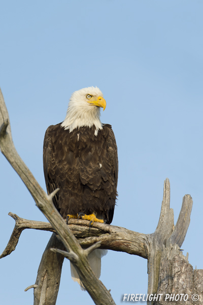 wildlife;bald eagle;Haliaeetus leucocephalus;eagle;raptor;bird of prey;dead tree;Lakes Region;NH;D4