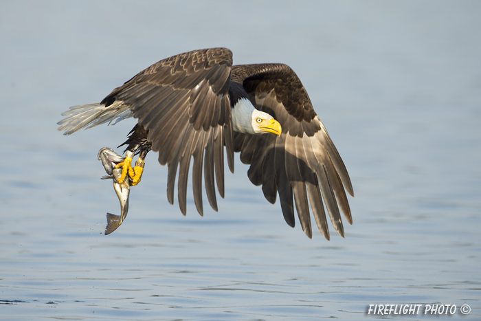 wildlife;bald eagle;Haliaeetus leucocephalus;eagle;raptor;bird of prey;fish;Lakes Region;NH;D4