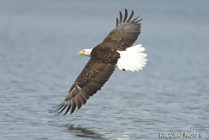 wildlife;bald eagle;Haliaeetus leucocephalus;eagle;raptor;bird of prey;Lakes Region;NH;D4