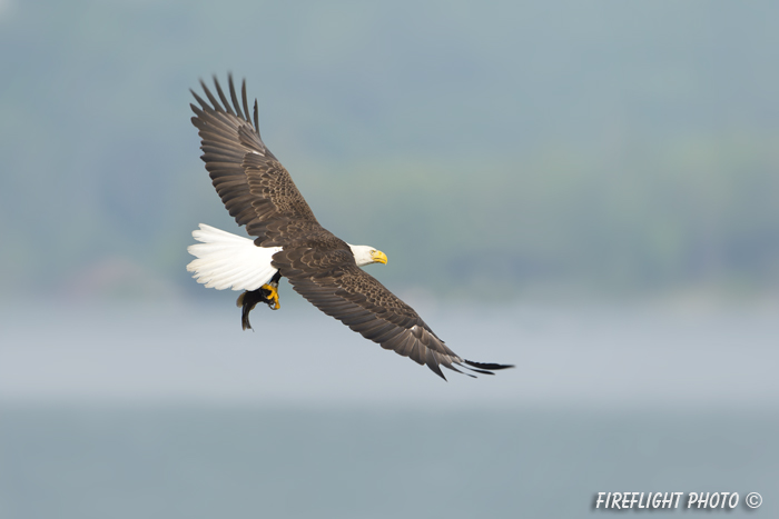 wildlife;bald eagle;Haliaeetus leucocephalus;eagle;raptor;bird of prey;fish;Lakes Region;NH;D4