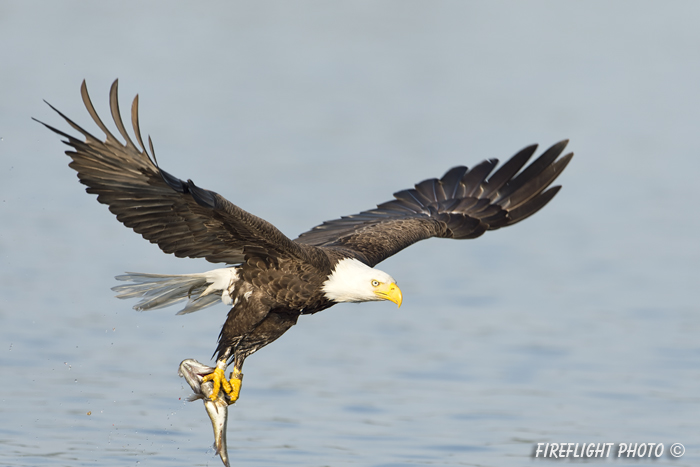 wildlife;bald eagle;Haliaeetus leucocephalus;eagle;raptor;bird of prey;fish;Lakes Region;NH;D4