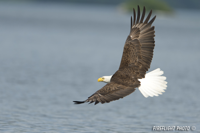 wildlife;bald eagle;Haliaeetus leucocephalus;eagle;raptor;bird of prey;Lakes Region;NH;D4