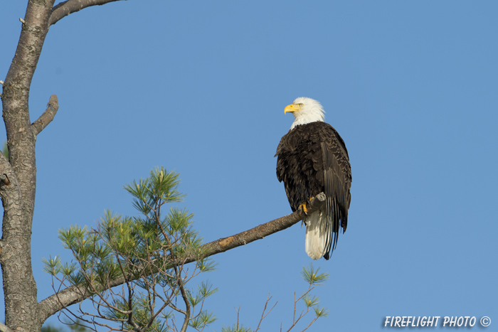 wildlife;bald eagle;Haliaeetus leucocephalus;eagle;raptor;bird of prey;tree;Lakes Region;NH;D4