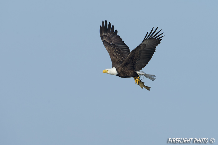 wildlife;bald eagle;Haliaeetus leucocephalus;eagle;raptor;bird of prey;fish;Lakes Region;NH;D4