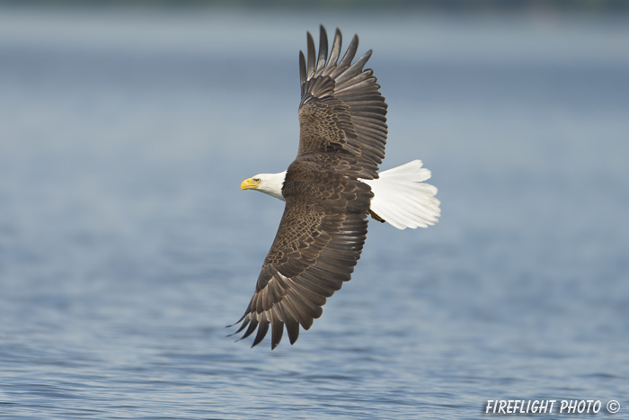 wildlife;bald eagle;Haliaeetus leucocephalus;eagle;raptor;bird of prey;water;Lakes Region;NH;D4