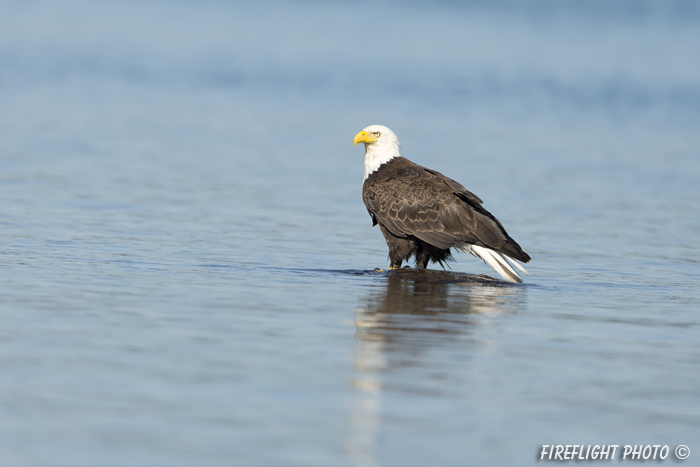 wildlife;bald eagle;Haliaeetus leucocephalus;eagle;raptor;bird of prey;water;rock;Lakes Region;NH;D4